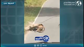 لحظة نجاة غزال من افعى