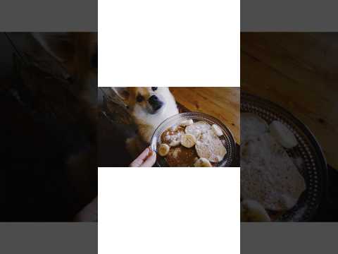 表情豊かな愛犬の3歳の誕生日🐾 #ポメ柴もつに #shorts