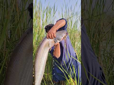 #fishing #fishlovers #fish #fishfarming #villagelife