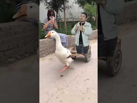 البطة البطة | duck duck 🦆