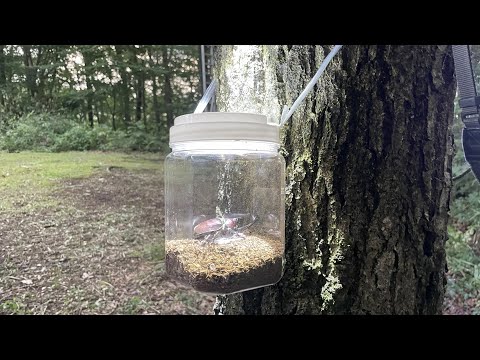 カブトムシのフェロモントラップの誘虫力を調べた結果...【2025年カブトムシ・クワガタ採集】