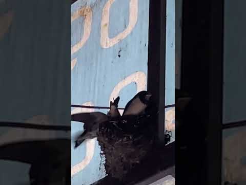 Swallows in the nest