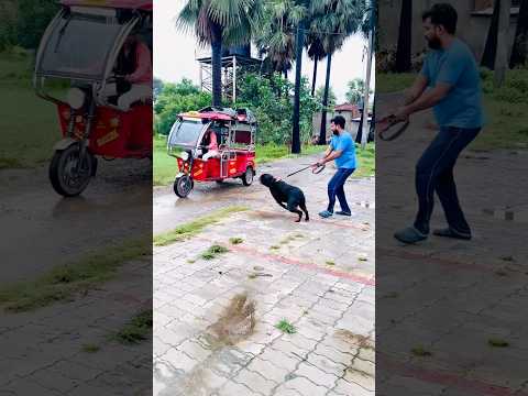 Rottweiler Suddenly Attacks an AutoRickshaw😱 #Rottweiler #DogAttack #RottweilerAggression #Shocking