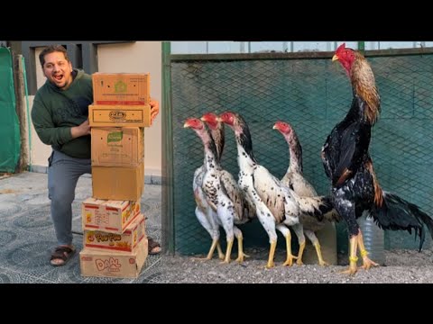Biggest King Shamo Farm In Pakistan, Free Range Chicken Farm, Hen Hatching Eggs, Hsn Entertainment