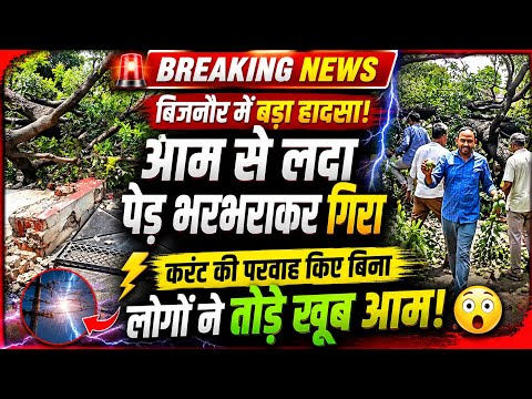 बिजनौर में गिरा आम का पेड़ तो आम पर टूट पड़े लोग