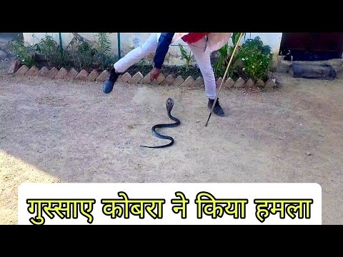 खौफनाक मंजर स्कूल में किया कोबरा ने हमला || सोभागपुरा स्कूल से कोबरा का रेस्क्यू