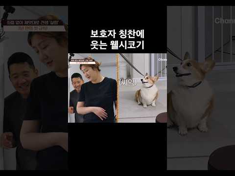 보호자 칭찬에 웃는 웰시코기 #개와늑대의시간2 #개늑시2