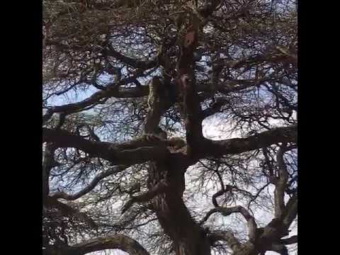 Baboons chase leopard from a tree. (sent to me by my friend Baraka in Tanzania)