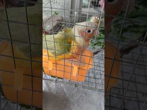 Conure Bathing time💦🩵 in rainy day #birds #adoreble #conure #pets #animals