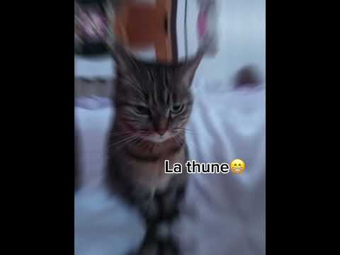 La thune🤥#humour#caht#drole