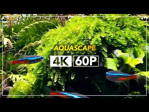 【4K映像60FPS】耳心地の良い音楽を聴きながら金曜日の夜を /aquarium/music/Singer-songwriter