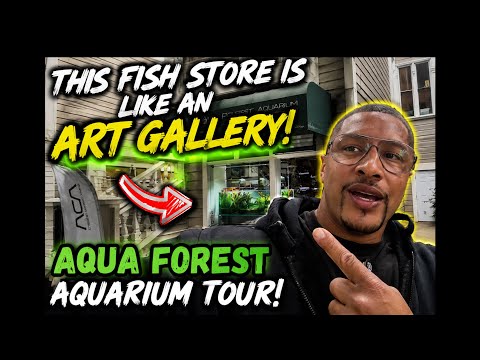 THIS FISH STORE FEELS LIKE AN ART GALLERY! 🤯 | Aqua Forest Aquarium Tour
