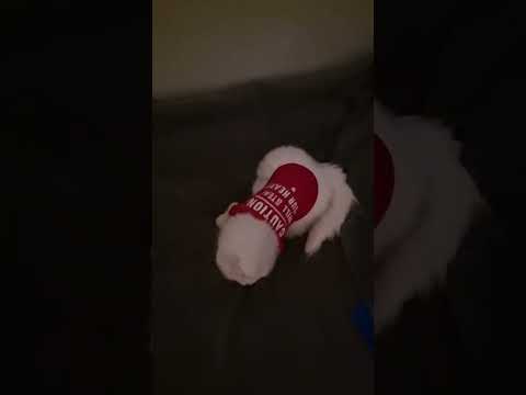 #고양이#반려묘😻