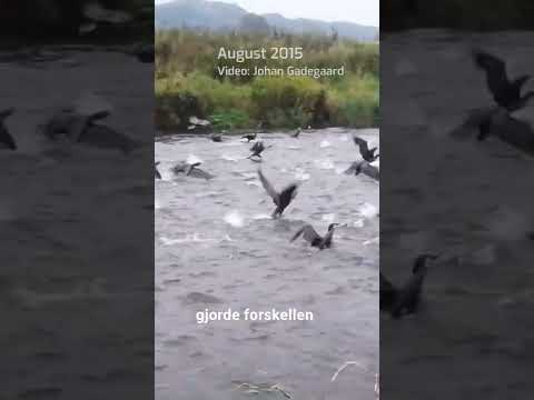 Skarver i vandløb presser sårbare fiskebestande