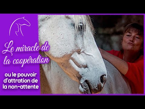 Le miracle de la coopération... ou le pouvoir d'attraction de la non-attente