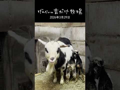 【出産お疲れ様】無事に出産を終えて「大あくび」する母ヤギあすかと、なぜか狭い所に潜り込む赤ちゃんたち #shorts