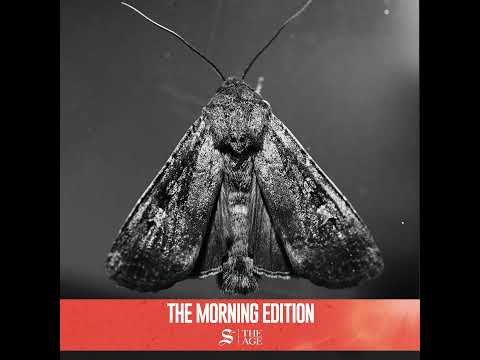 Bogong moths are swarming homes, and their story is miraculous