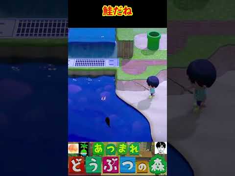 鮭だね #あつまれどうぶつの森 #shorts #あつ森
