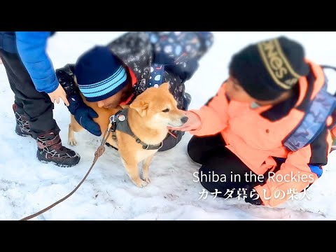 わんぱくな子供達に揉みくちゃにされすぎてブチギレる柴犬【4K】