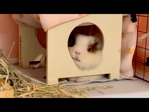 やっぱりズルいモルモット【頬まくら】　Guinea pig using cheek pillows