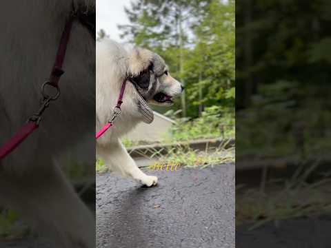 Belle ベル #greatpyrenees #todaysrunrun #グレートピレニーズ #今日のルンルン