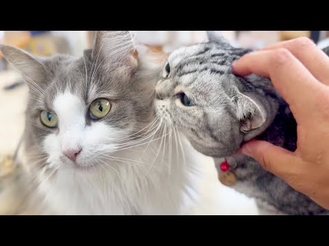 猫の動画サムネイル - あいちゃんとちーちゃんの優しいじかん。