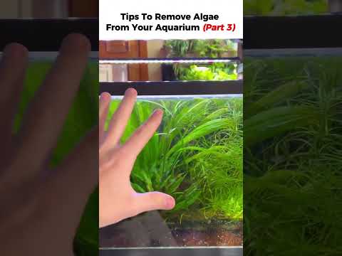 How to Reduce Algae in Aquarium How to Reduce Algae in Aquarium