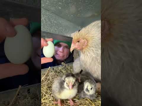 Малыши выводятся, сколько же их будет ? 🐣