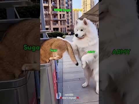 P00r suga 😹
