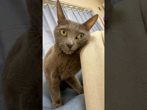 ママの袖が気になりすぎる猫たちw #shorts