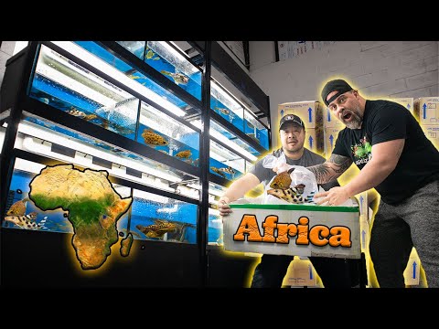 We Ordered ALL These Fish From AFRICA | Unboxing R In this video, we're unboxing some of the coolest tropical fish we've ever seen! We ordered them all