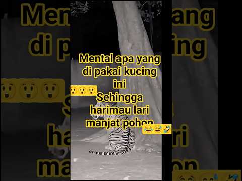 (Respek 02) Harimau takut kucing