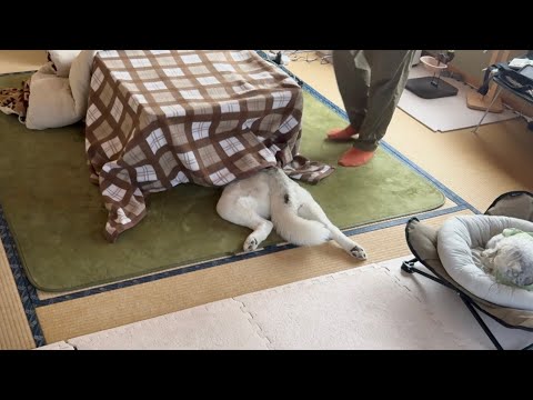 もうシベリアには帰れないハスキーはコタツを撤去しようとするとこうなる