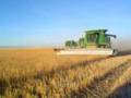 Пшеница: Montana Wheat Harvest