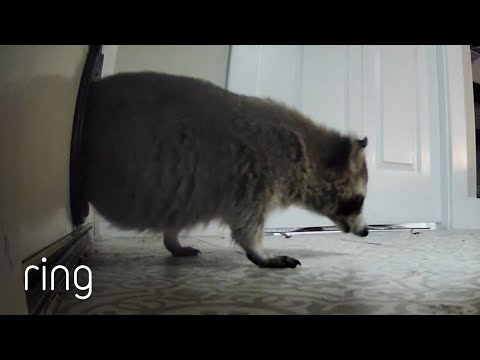 Look at What the Cat Door Let in! | RingTV