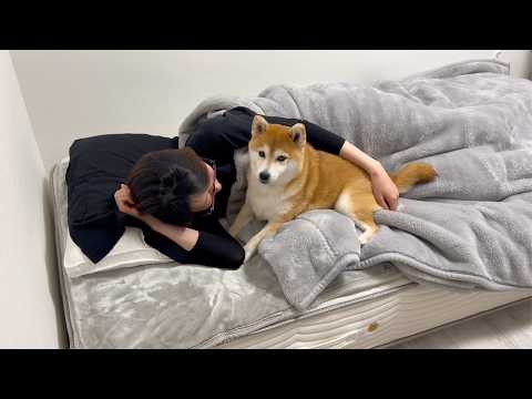 どこで寝るか迷って最後は一番安心できる場所を選んだ柴犬が尊い