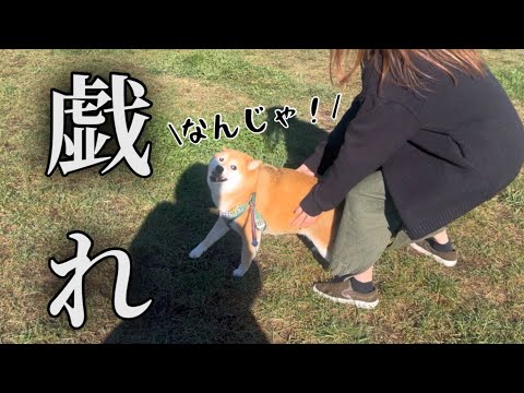 飼い主と戯れ中に機敏な動きを見せつけて来る柴犬。