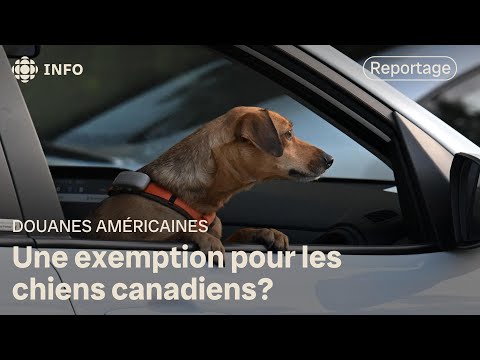 Les chiens devront être vaccinés et micropucés pour voyager aux États-Unis