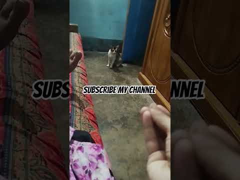 #viralvideo #youtubeshorts #trending