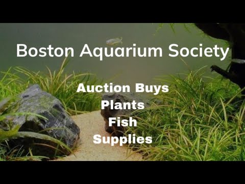 Boston Aquarium Society First time in about a year because of Covid that they were doing in person club meetings it was a gr
