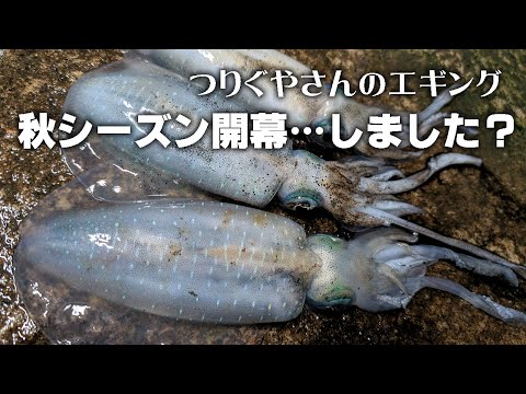 2025 秋 エギングシーズン開幕！ どうなん？皆さん釣れてます？（つりぐやさん）｜アオリイカ 和歌山 釣り