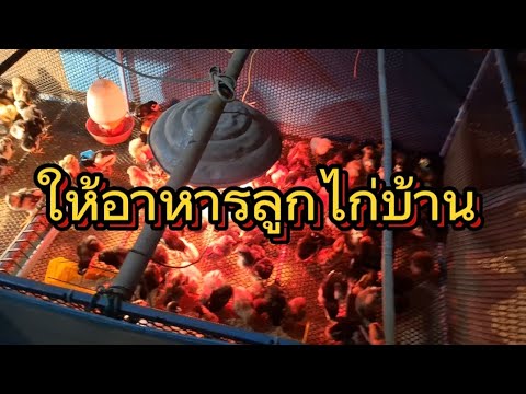 วิธีให้อาการลูกไก่อัตราการรอดส