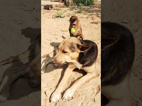 Best video Of CUTE Sokhaa And fun , ADORABLE Animal WILL MAKE YOU SMILE #shorts