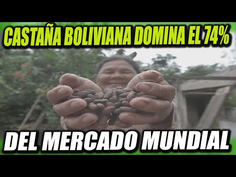 Bolivia domina el Mercado Global de la Castaña Amazónica con un 74% superando a Brasil y Perú