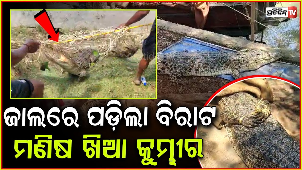 ମାଛ ଖାଇବାକୁ ଆସି ଜାଲରେ ପଡ଼ିଲା ୧୦ ଫୁଟ୍ ର ମଣିଷଖିଆ କୁମ୍ଭୀର l 10-Foot Crocodile Rescued In Kendrapara .