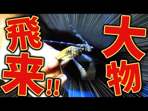 オオクワガタの採集記録のある土地でライトトラップしたら予想外の大物がやってきた!