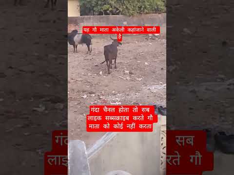 यह गौ माता अकेली कहांजाने वाली है #13million #cow #farming #100millon #gaumata #bull