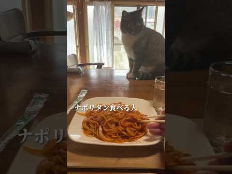 【岩手グルメ】【喫茶店】盛岡市よんずど亭にて、保護猫さんに遊んでもらいました♪ #岩手グルメ #盛岡グルメ #岩手カフェ #盛岡カフェ