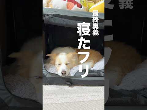 嫌いな耳掃除から逃れるために寝たフリをする犬...【ボーダーコリー•ゴールデンレトリバー】#shorts サムネイル
