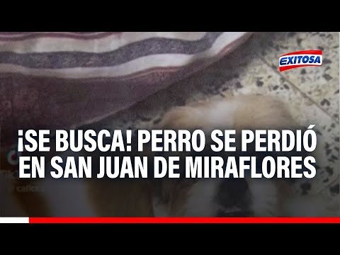 ¡Se busca! Perro se perdió en San Juan de Miraflores